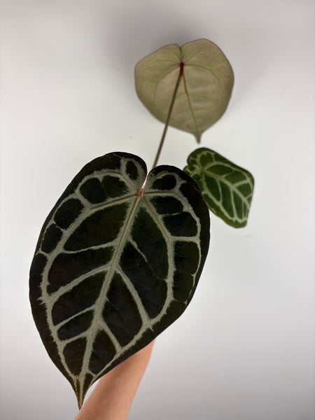 Anthurium kos x red crystal 4