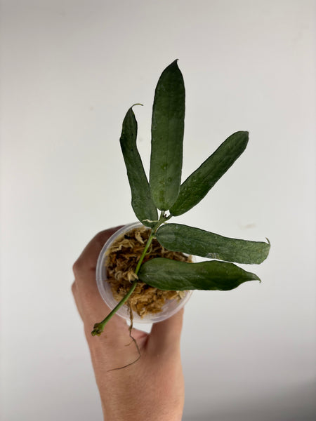 hoya pandurata silver B