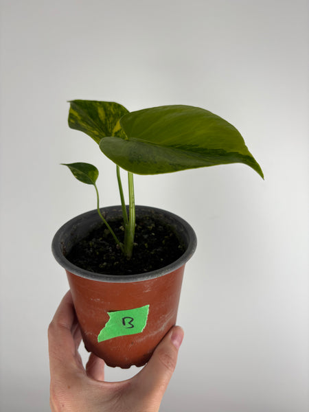 Monstera Yellow Marilyn B