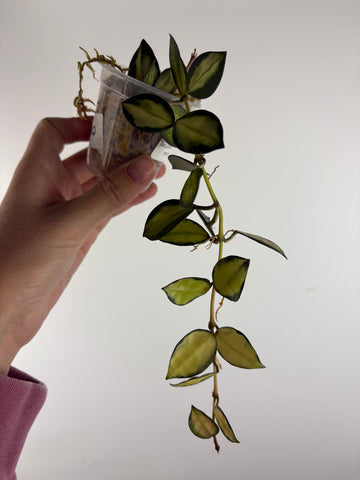 Hoya lacunosa queen midori 2