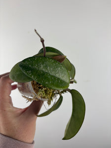 Hoya nova ghost 4