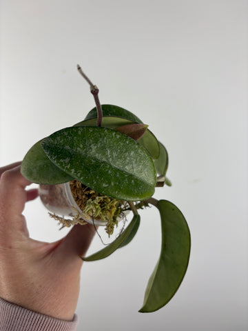 Hoya nova ghost 4