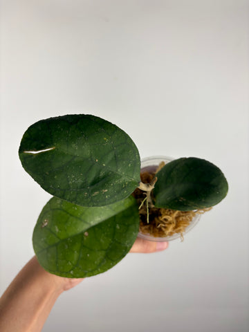 Hoya tanggamus round leaf 7