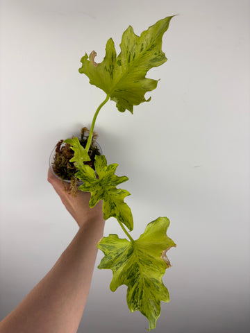 Philodendron thaumatophyllum dragon fire