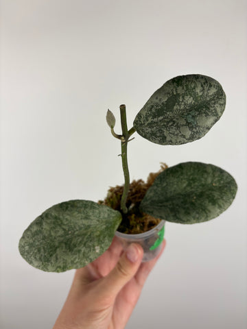 Hoya waymaniae cloudy sky 3