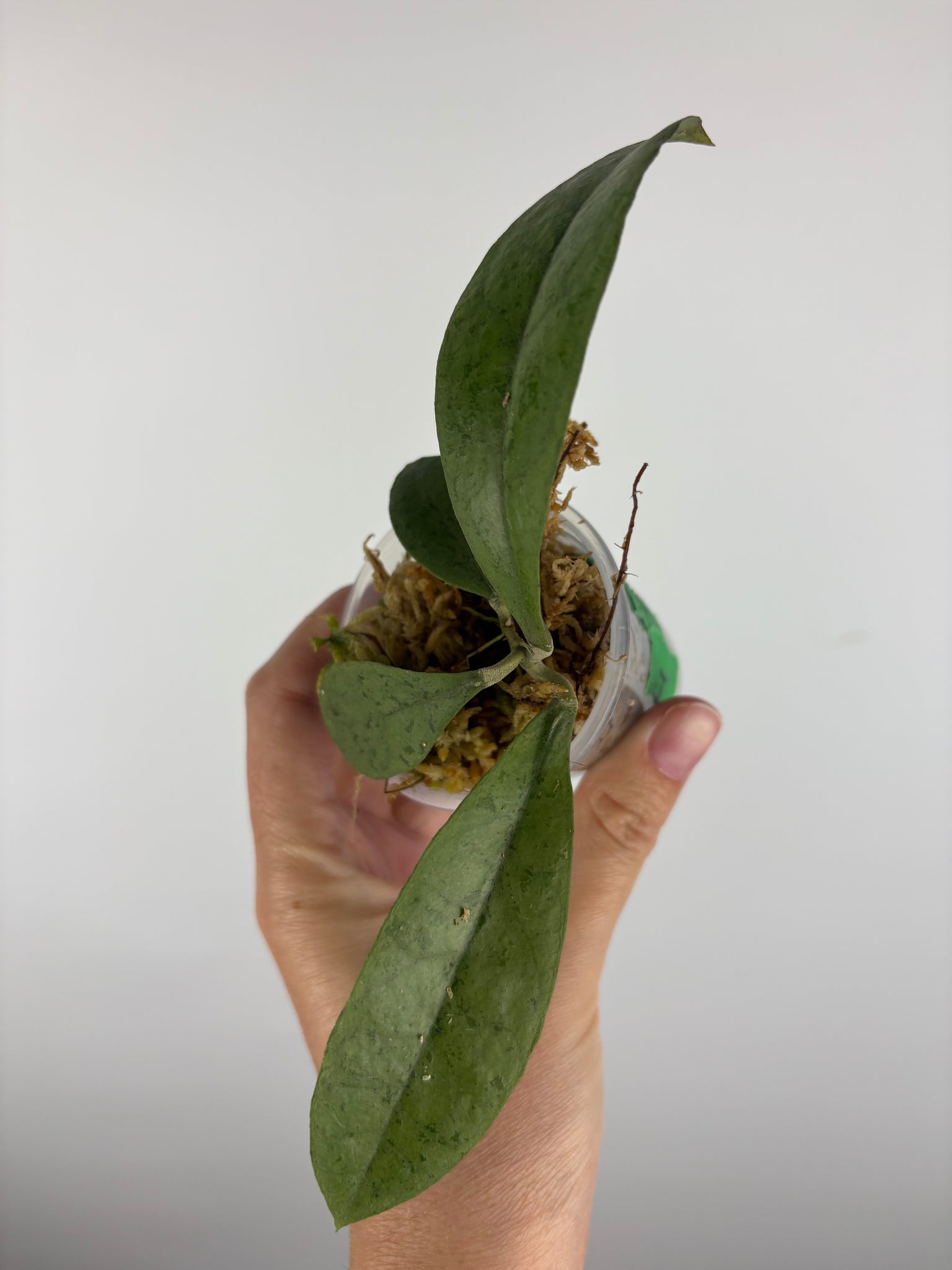 Hoya aff forbesii silver 4