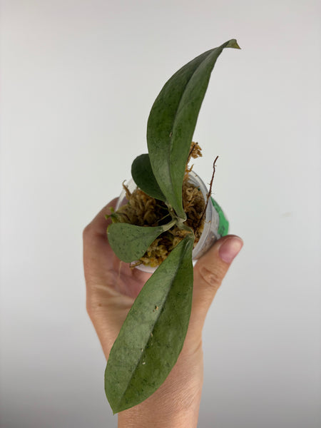 Hoya aff forbesii silver 4