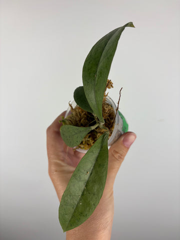 Hoya aff forbesii silver 4