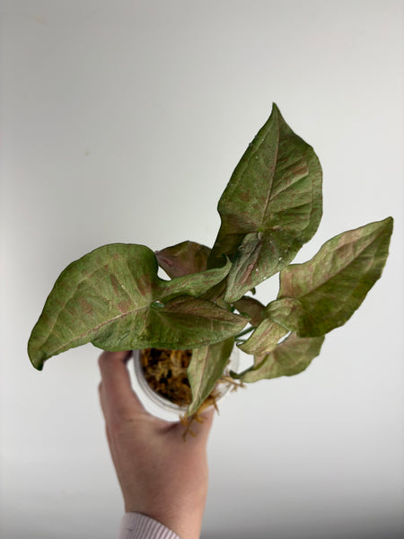 Syngonium Pink Nebula A