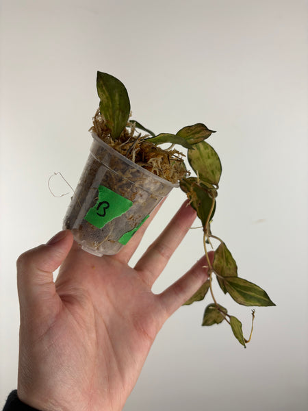 hoya lacunosa minara B