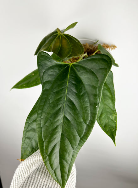 Anthurium subsignatum x papillilaminum B