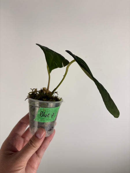 Anthurium blue papillilaminum