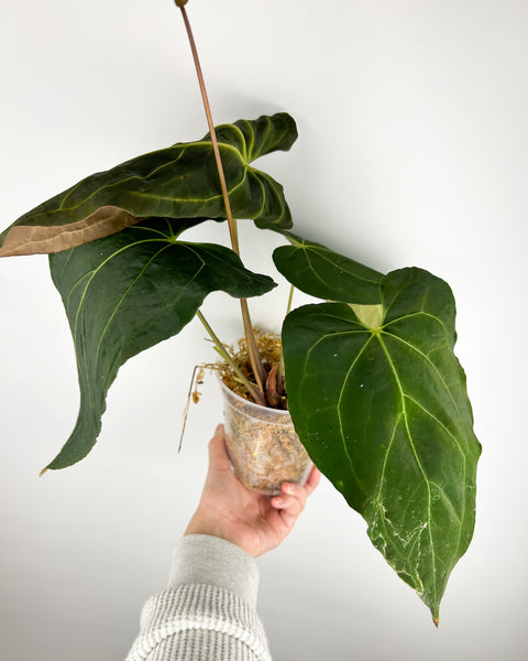 Anthurium Xone x papillilaminum B