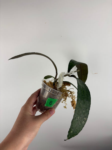 hoya clemensiorum waterfall B