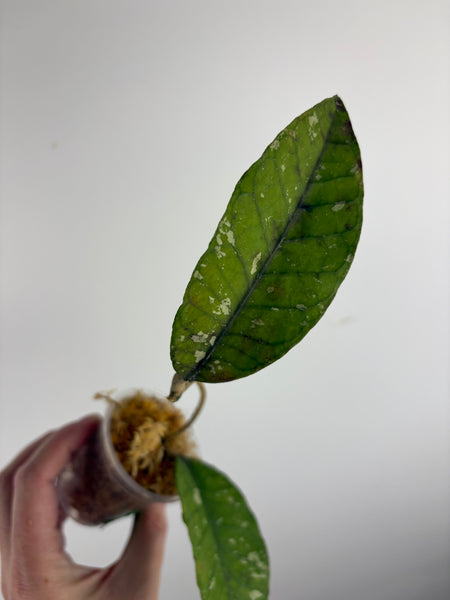 Hoya sp. Aceh 'Bur Perlak' A