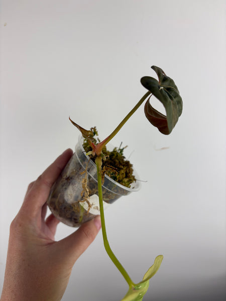 Anthurium xone seed as is