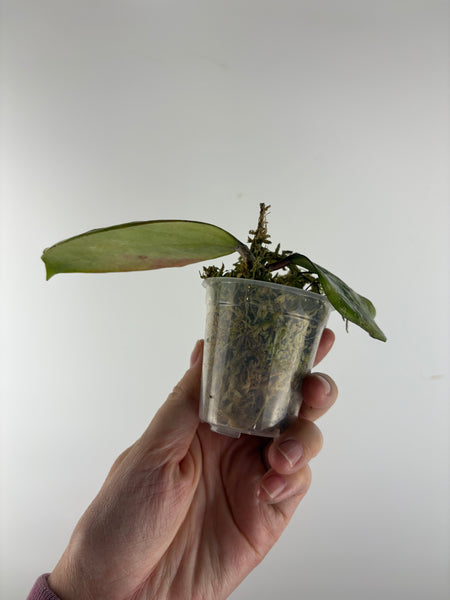 Hoya Michele splash - as is