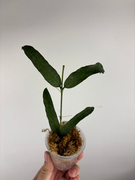 hoya pandurata silver A