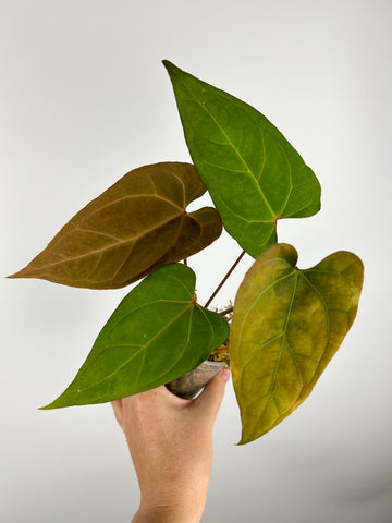 Anthurium papi red stem x subsignatum B