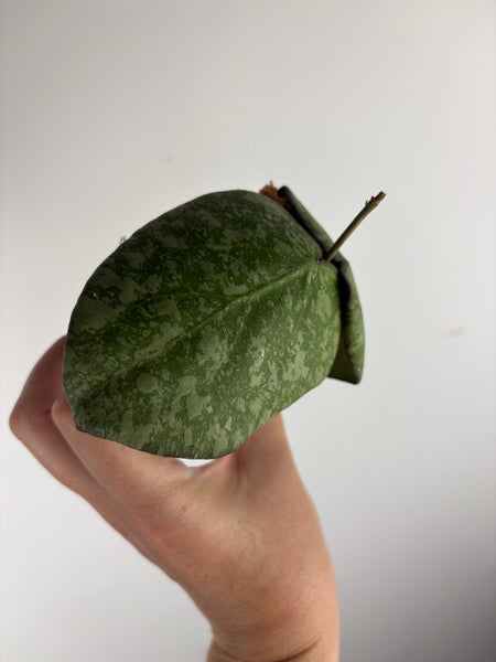 Hoya purpureofusca x imbricata A