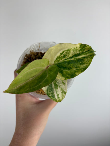 Anthurium papillilaminum variegated x Carlablackiae (Thailand) B