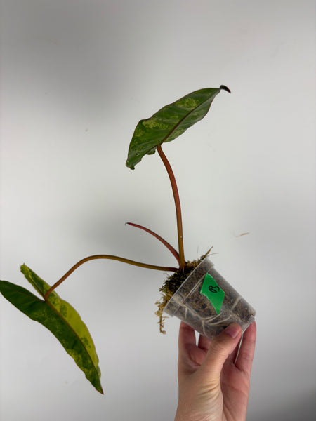 Philodendron billietiae variegated B