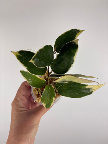 Hoya sp panglai west java albo 8
