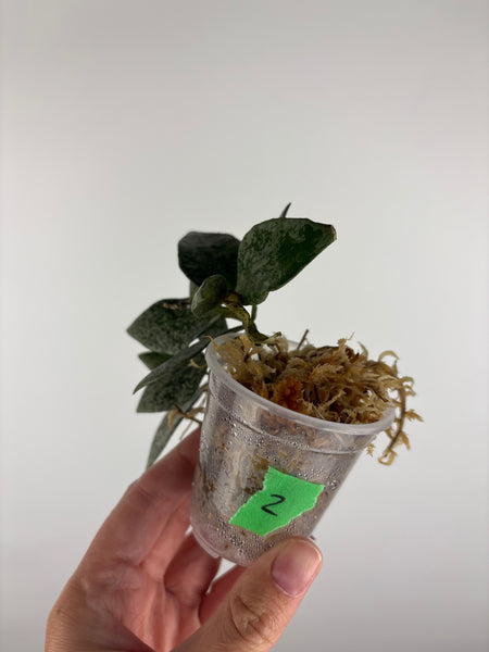 Hoya lacunosa gayung 2