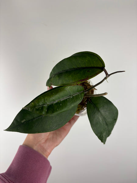 Hoya sp aceh Gomas 4