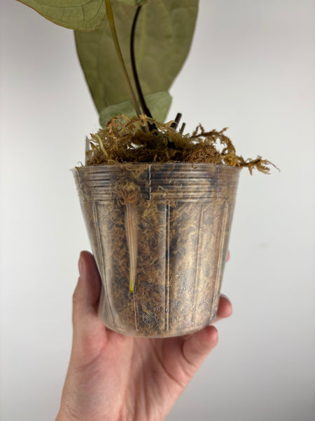 Anthurium magnificum x red dark phoenix