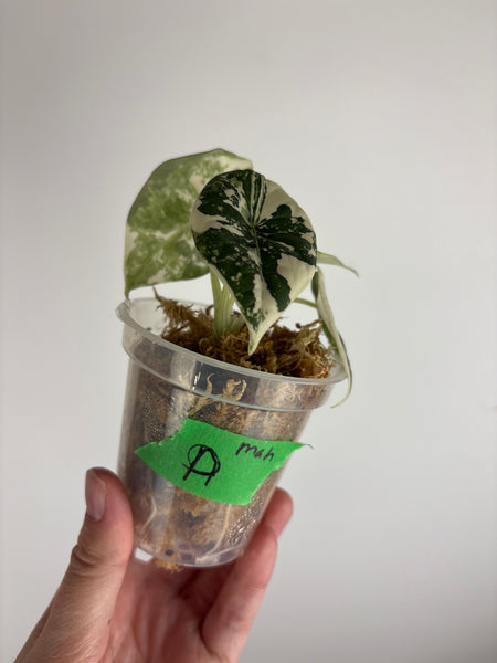 Alocasia maharani albo (Thailand)
