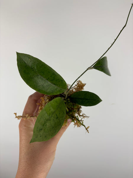 Hoya aff forbesii silver 1