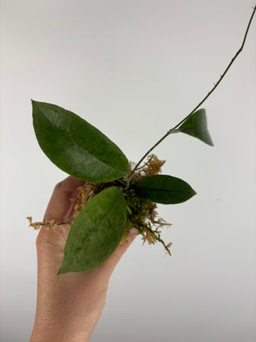 Hoya aff forbesii silver 1