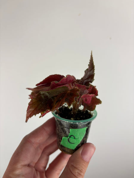 begonia ginny galaxy variegated C