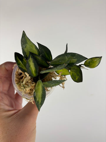 Hoya lacunosa illumi 2
