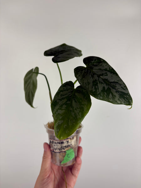 Philodendron Radiatum x brandtianum C