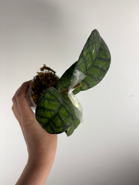 hoya callistophylla obsidian A