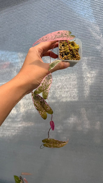 Dioscorea ballerina (Thailand) unacclimated