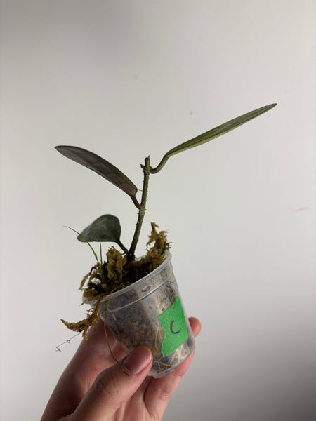 hoya elliptica splash C