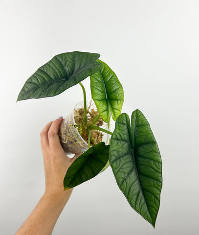 Alocasia kertawijaya B