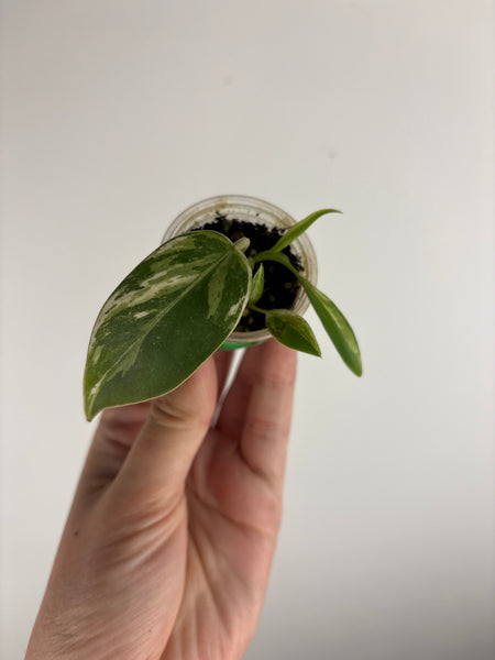 philodendron emerald ice A