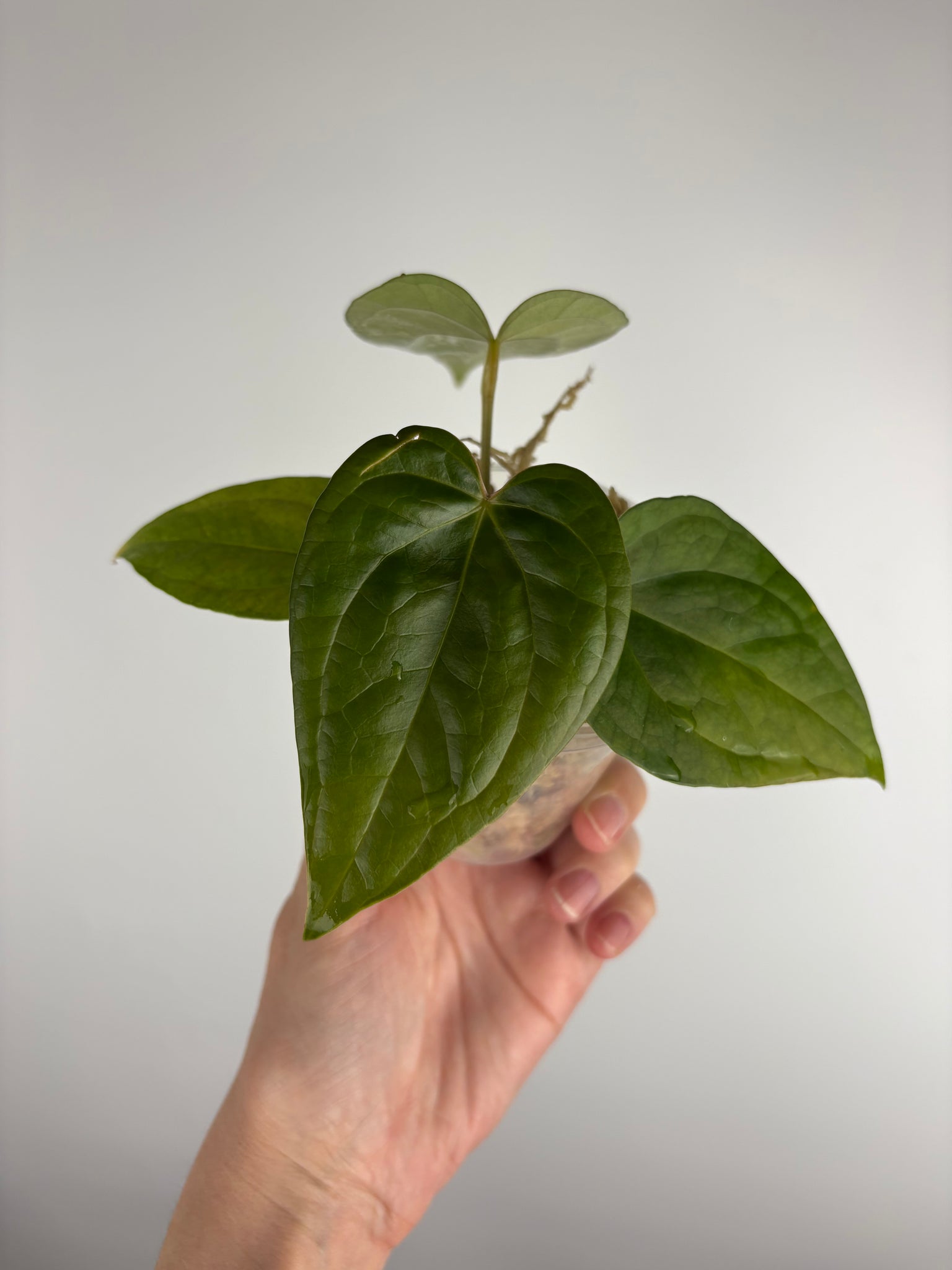 Anthurium red spider x luxurians C