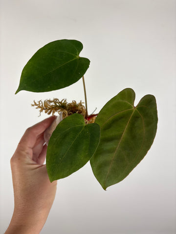 Anthurium legend x fort sherman 6