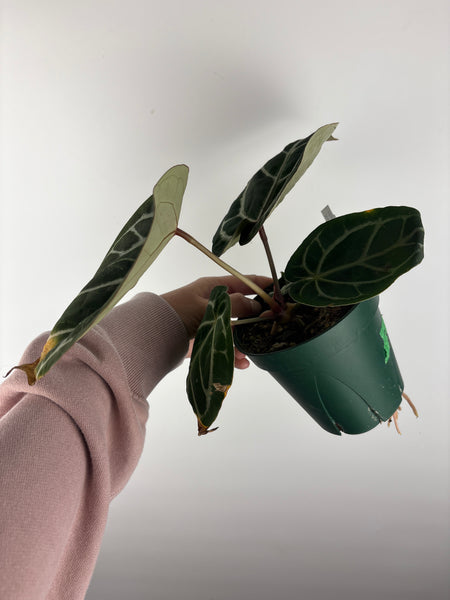 Anthurium 'Memoria Tim Anderson’ - (Doc Block Zara × Doc Block Michelle) X Anthurium Red Crystallinum from USA - 3