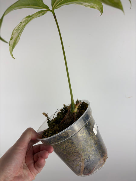 Anthurium clavigerum variegated