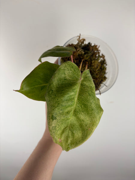 Philodendron burle Marx x verde