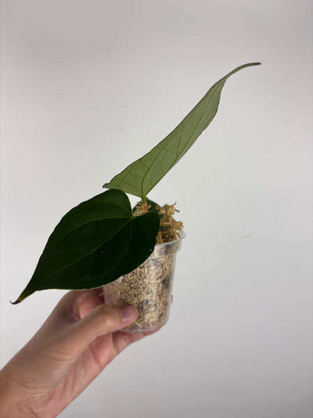 Anthurium King of Spades x luxurians 3