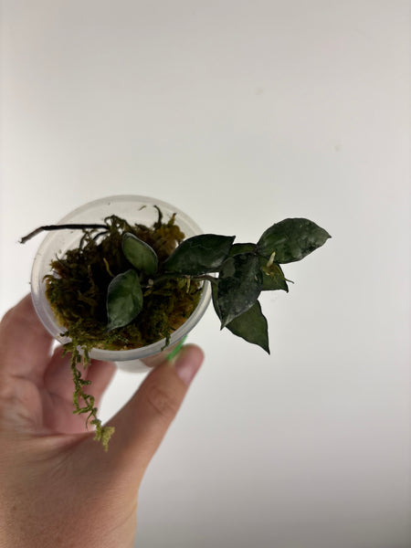 hoya lacunosa violet A