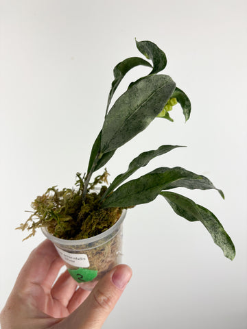 hoya amicabilis silver 2