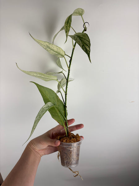 Epipremnum devil